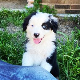 Australian Cattle Dog, Australian Shepherd, Companion Cross, and Miniature Australian Shepherd Puppies from MK Aussies