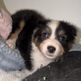 Nachos - Black tri-color female Australian Shepherd puppy in Anniston, Alabama from All Hale Aussies