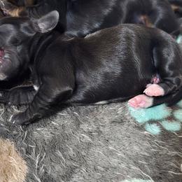 Toulouse aka Tully - Black male Dachshund puppy in Florence, Mississippi from Rosies Doxies and Poodles CKC