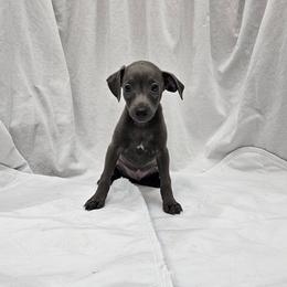 Lugi - Blue male Italian Greyhound puppy in Newalla, Oklahoma from Heartland Iggys