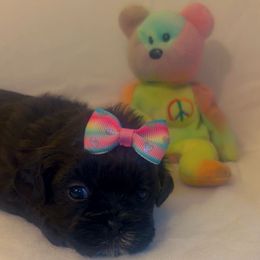 Mini Muffin (The Runt) - Tricolor female Shih Tzu puppy in Chapel Hill, North Carolina from A Handful of Love Breeders.LLC