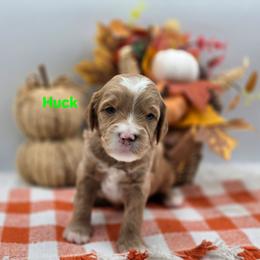 Huck - Apricot male Goldendoodle puppy in Summerville, South Carolina from Channys Doodles