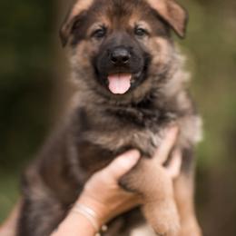 Gibbs - Sable male German Shepherd puppy in Berwick, Maine from Vom Rindahaus Shepherds