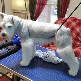 Lockie - Miniature Schnauzer