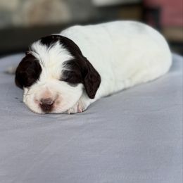 Penny - Liver and white English Springer Spaniel puppy in Hillsboro, Virginia from Hillsboro Springers