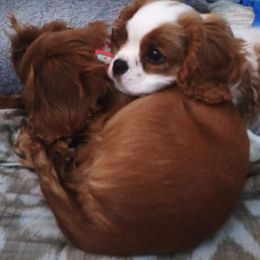 Cavalier King Charles Spaniel Puppies from Grace Cavalier Kingdom