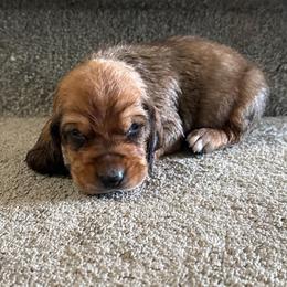 Simba - Mahogany and white male Basset Hound puppy in Leroy, Michigan from Iron Sentry Farms