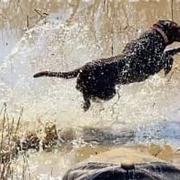 Labrador Retrievers from 3 King Kennels