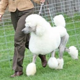 Poodles from Meadow Mt Poodles