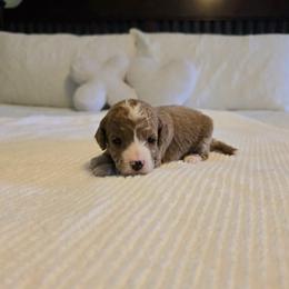 Maple - Red  female Goldendoodle puppy in Floyd, Virginia from Hearts and Paws Poodles and Doodles