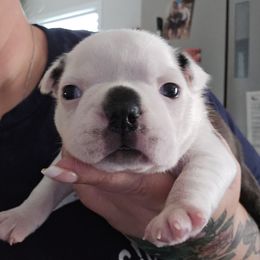 Blossom - Brindle and white female Boston Terrier puppy in Orange, Texas from Emerald Moon Bostons
