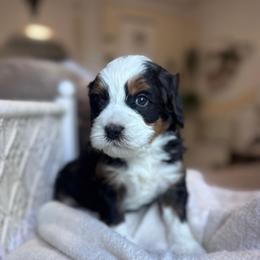 Legacy - Tri-color male Bernedoodle puppy in Hillsboro, Oregon from Myt fine doodles