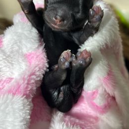 Vixen - Black and white female Shih Tzu puppy in Sacramento, California from NANA’S  QUALITY SHIH TZU'S