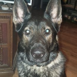 German Shepherds from Ramona Pinkowsky's German Shepherds