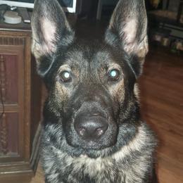German Shepherds from Ramona Pinkowsky's German Shepherds