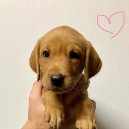 Pink - Yellow female Labrador Retriever puppy in Newaygo, Michigan from Royal Oak Gundogs