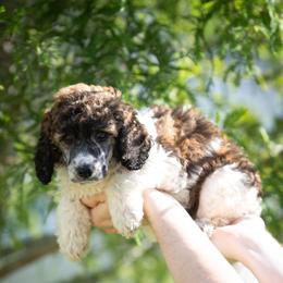 Parti Sable Male - Parti male Poodle puppy in Jacksonville, Florida from Lolo’s Aussiedoodle