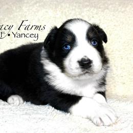 BTF Yancey - Black tri-color female Australian Shepherd puppy in Shelby, Alabama from Legacy Farms