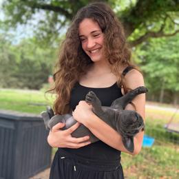 Pink collar - Gray female Cane Corso puppy in Opelousas, Louisiana from Azelees Cane Corso