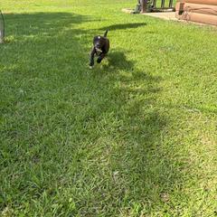 Female 1 - Brindle and white female Staffordshire Bull Terrier puppy in Longview, Texas from PWH Farms