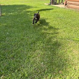 Female 1 - Brindle and white female Staffordshire Bull Terrier puppy in Longview, Texas from PWH Farms