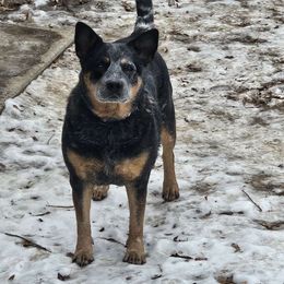 Harley - Australian Cattle Dog