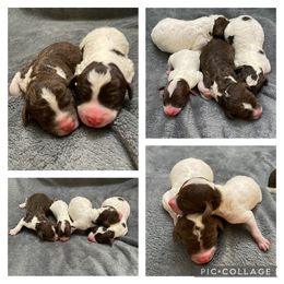 Lagotto Romagnolo Puppies from Riverside Lagottos