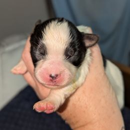 Girl 3 - White and sable female Papillon puppy in Joshua, Texas from Summertime Kennels