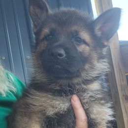 Girl 3 - Sable German Shepherd puppy in Grimesland, North Carolina from Von Stancill German Shepherds