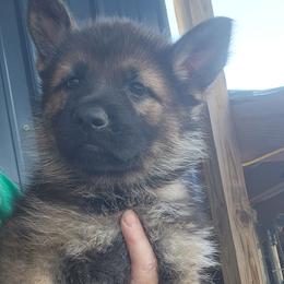 Girl 3 - Sable German Shepherd puppy in Grimesland, North Carolina from Von Stancill German Shepherds