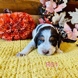RG1 - Tri-Roan female English Springer Spaniel puppy in Britton, South Dakota from K&S Canines