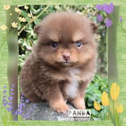 Panda - Chocolate female Pomeranian puppy in Eatonville, Washington from Foxy Forest Poms
