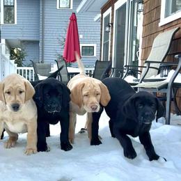Labrador Retriever Puppies from Branley's Riverside Labradors
