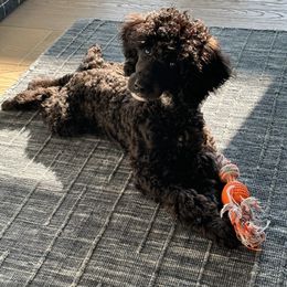 Aussiedoodle, Cavapoo, and Poodle All Grown Up from B&M Cottonwood Canines