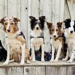 Border Collies from Projekt Performance