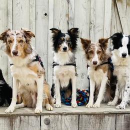 Border Collies from Projekt Performance