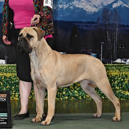 Amira - Bullmastiff
