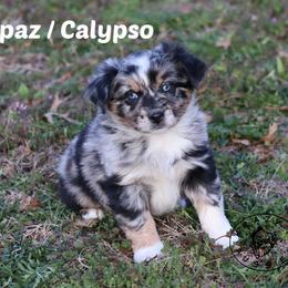 Topaz - Blue merle female Miniature Australian Shepherd puppy in Garden Plain, Kansas from Krazy K Aussies
