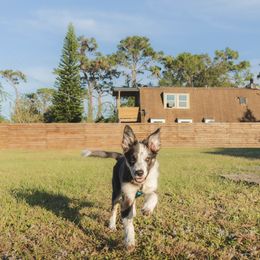 American Corgi, Border Collie, and Pembroke Welsh Corgi Puppies from Cowtown Corgis & Border Collies