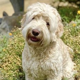 Birdie - Australian Labradoodle