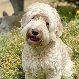 Birdie - Australian Labradoodle