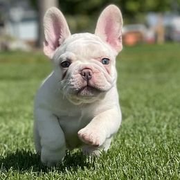 French Bulldogs from 308 Frenchies