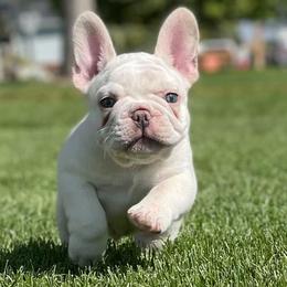 French Bulldogs from 308 Frenchies