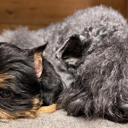 Kerry Blue Terriers from Marble Mountain Kerry Blue Terriers