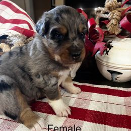 Connor - Blue merle female Australian Shepherd puppy in Kaufman, Texas from Martin's Star Ranch Aussies