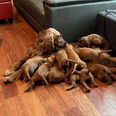 Irish Setter puppies from Tenacity Setters