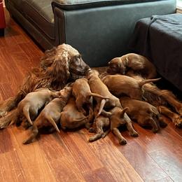 Irish Setter puppies from Tenacity Setters