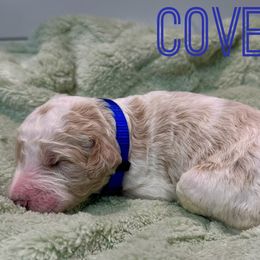 Aussiedoodle and Goldendoodle Puppies from Toledo Creek Doodles