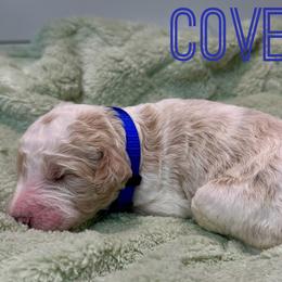 Aussiedoodle and Goldendoodle Puppies from Toledo Creek Doodles