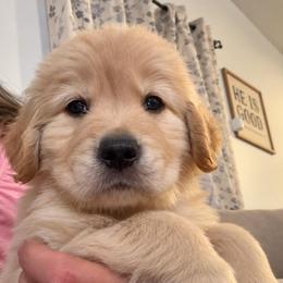 6th pick boy - Golden male Golden Retriever puppy in Fresno, California from Warwick’s Central California Goldens